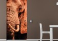 Habillage de porte Portrait éléphant 2