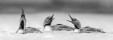 Dessous de verre oiseaux du Canada