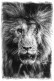 Tableaux personnalisés  Portrait lion