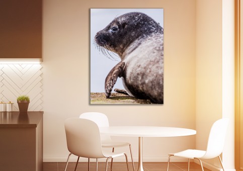 Tableaux personnalisés  Phoque