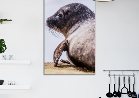 Tableaux personnalisés  Phoque