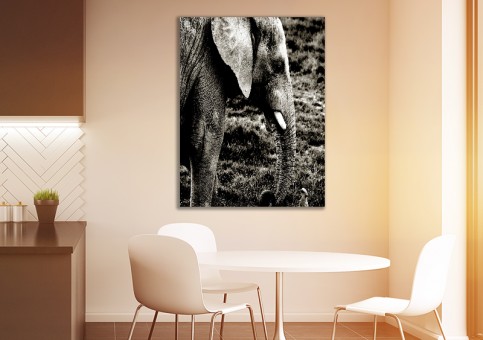 Tableaux personnalisés  Eléphant et suricate