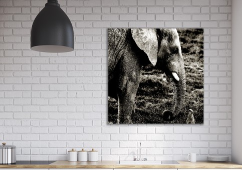 Tableaux personnalisés  Eléphant et suricate