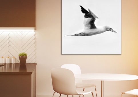 Tableaux personnalisés  Fou de Bassan 1