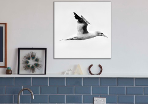 Tableaux personnalisés  Fou de Bassan 1