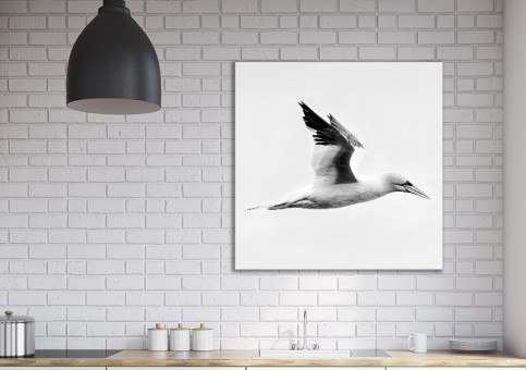 Tableaux personnalisés  Fou de Bassan 1