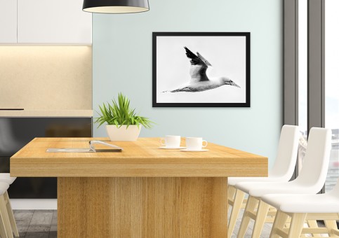 Tableaux personnalisés  Fou de Bassan 1