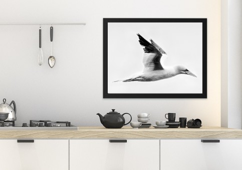 Tableaux personnalisés  Fou de Bassan 1