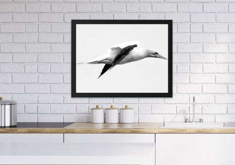 Tableaux personnalisés  Fou de Bassan 2