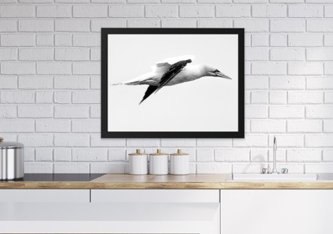 Tableaux personnalisés  Fou de Bassan 2