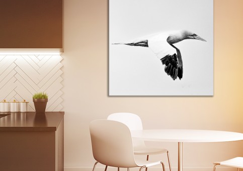 Tableaux personnalisés  Fou de Bassan 3