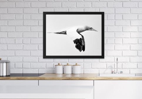 Tableaux personnalisés  Fou de Bassan 3