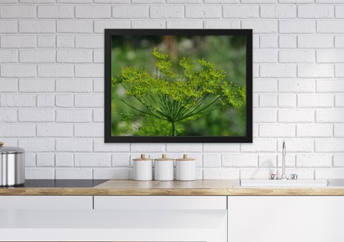 Tableaux personnalisés  Fleur d'aneth