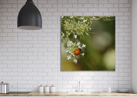 Tableaux personnalisés  Coccinelle
