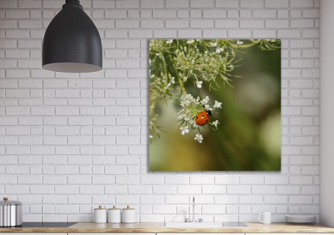 Tableaux personnalisés  Coccinelle