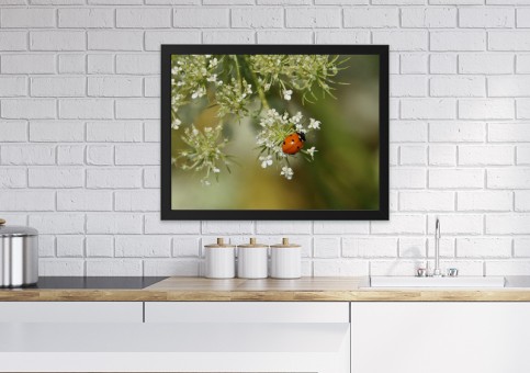 Tableaux personnalisés  Coccinelle