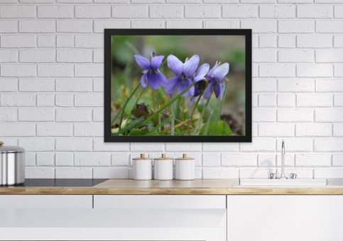 Tableaux personnalisés  Violettes