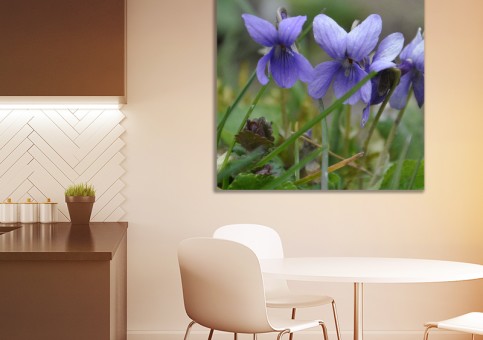 Tableaux personnalisés  Violettes