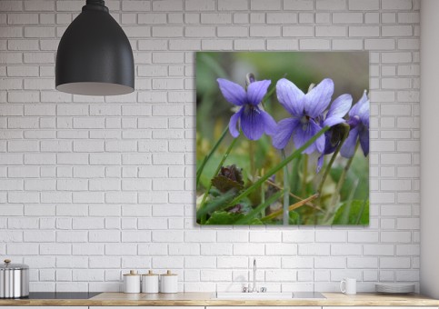 Tableaux personnalisés  Violettes