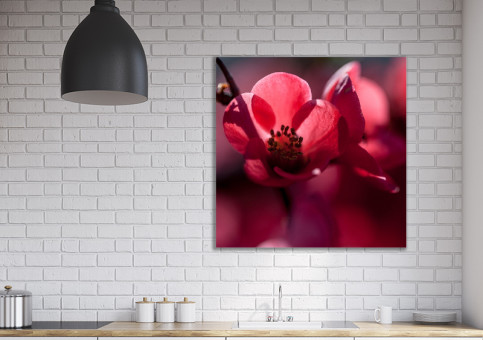 Tableaux personnalisés  Cognassier du Japon