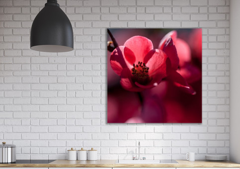 Tableaux personnalisés  Cognassier du Japon