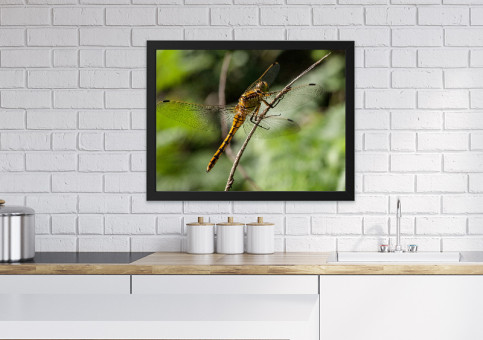 Tableaux personnalisés  Libellule