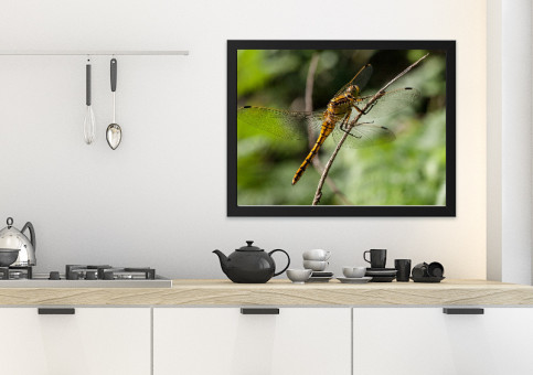 Tableaux personnalisés  Libellule