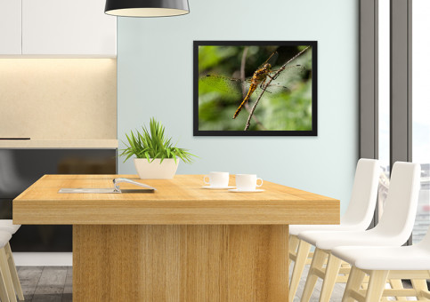 Tableaux personnalisés  Libellule