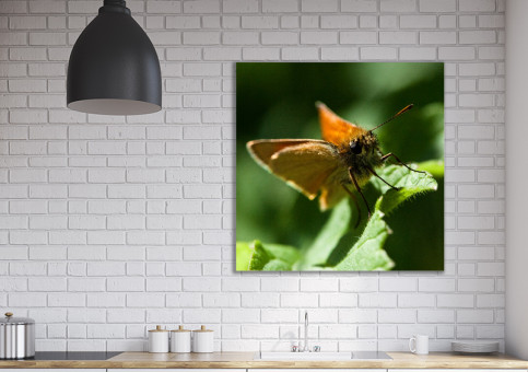 Tableaux personnalisés  Papillon Sylvaine 1