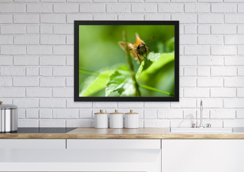 Tableaux personnalisés  Papillon Sylvaine 2