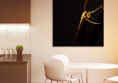 Tableaux personnalisés  Criquet