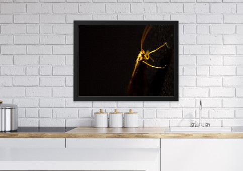 Tableaux personnalisés  Criquet 