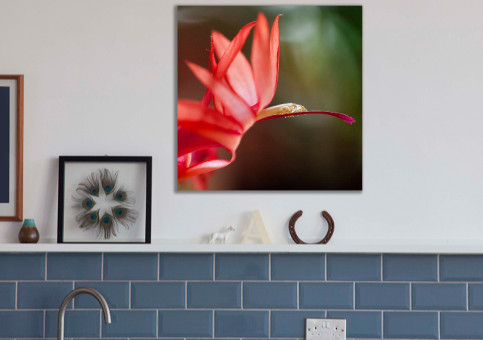 Tableaux personnalisés  Fleur de Cactée