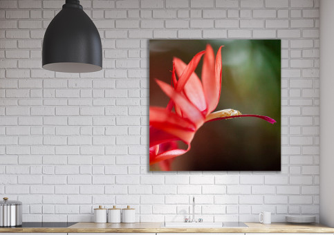 Tableaux personnalisés  Fleur de Cactée