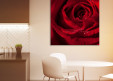 Tableaux personnalisés  Rose Dr Watson 1