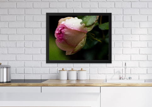 Tableaux personnalisés  Rose Pierre de Ronsart 2017