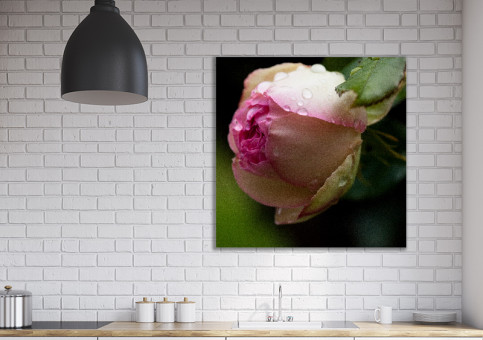 Tableaux personnalisés  Rose Pierre de Ronsart 2017