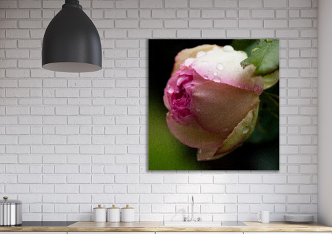 Tableaux personnalisés  Rose Pierre de Ronsart 2017