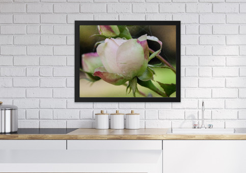 Tableaux personnalisés  Rose Pierre de Ronsart 2015