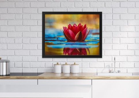  Water lily