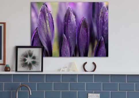  Crocus