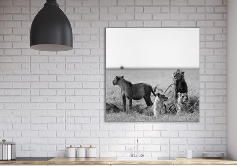 Tableaux personnalisés  Bande de lions