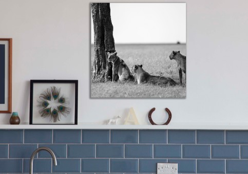 Tableaux personnalisés  Bande de lions