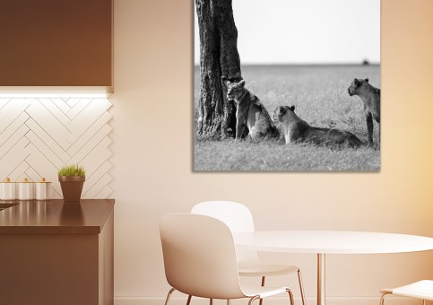 Tableaux personnalisés  Bande de lions