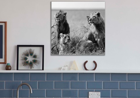 Tableaux personnalisés  Bande de lions