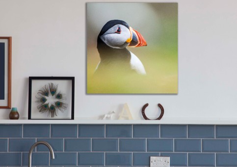 Tableaux personnalisés  Portrait de macareux