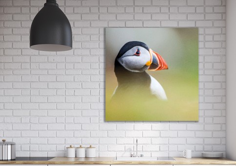 Tableaux personnalisés  Portrait de macareux