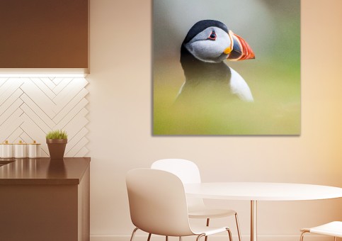 Tableaux personnalisés  Portrait de macareux