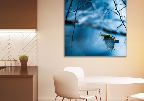 Tableaux personnalisés  Oiseau Tisserin