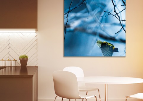 Tableaux personnalisés  Oiseau Tisserin